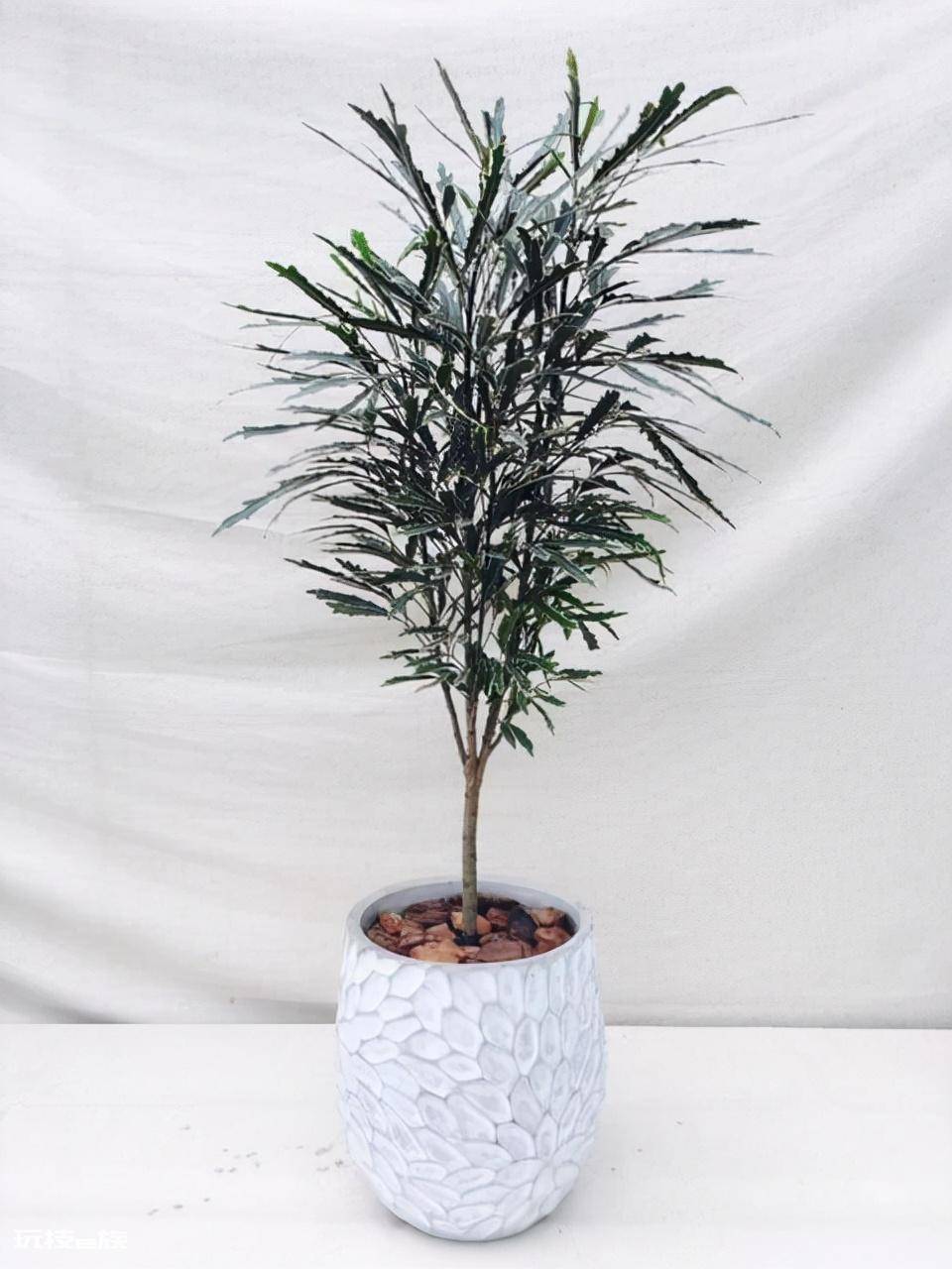 室内大型盆栽植物有哪些好养品种(养护简单不挑环境的绿植)-图片2